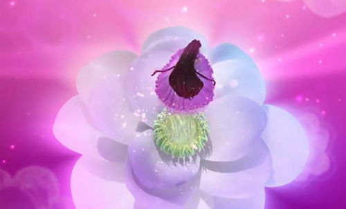 叶罗丽 茉莉是一位美丽的花仙子,她的真身是一朵白色的茉莉花 