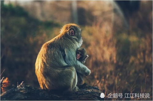 生肖猴 猴猴猴猴 最怕和什么属相结婚 老人的话一点都不假