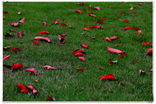 春天飘落的红叶,一片片淡淡的忧伤