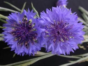 紫色矢车菊的花语是什么
