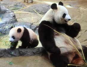 为了看6个月大的熊猫香香,日本男子请年假 