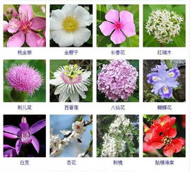 400种花卉图名录 