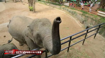 趣味小科普 大象的鼻子竟然有4万块肌肉 