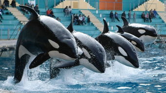 保育道德两难全 圈养鲸鱼海豚何时终止 
