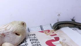 外国土豪网友给自己养的两只小鳄鱼喂食活体的白鼠...