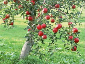 苹果树开花后和盛花期可以浇水吗 对苹果园浇水的看法与建议