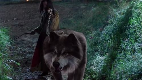 狼王救了小狼反被咬,千金一眼看出它被控制 