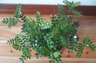 冬天冻不死的常绿植物,盘点十大常绿的耐寒植物 