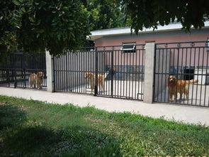 北京训狗 宠物训练 训犬学校 狗狗训练基地 