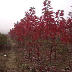 红枫什么品种最红最好,绿枫树哪个品种最红？