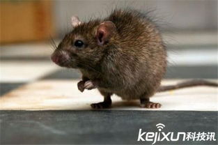 英国发生老鼠吃人事件 最大的老鼠壮如狗