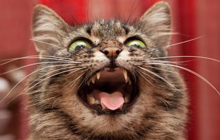 猫咪口炎初期症状