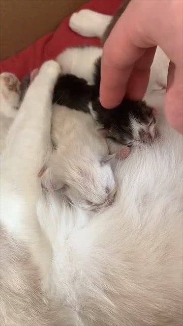 小猫刚出生(小猫刚出生找不到奶吃怎么办)