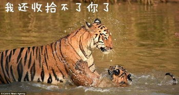 虎妈给小老虎洗澡,这绝对亲妈
