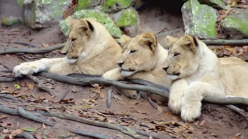 狮子群是由亲缘关系组成,所有母狮子都是亲戚,关系十分 复杂 