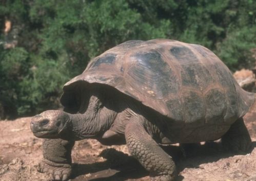 一只被时间遗忘的象龟 从乾隆年代活到当下,熬走了3任饲养员