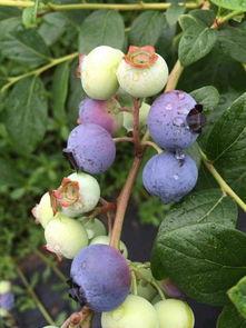 蓝莓是树上长的吗 吃蓝莓的七大禁忌