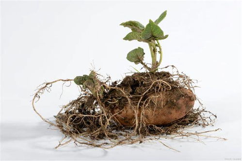 红薯怎么发芽种子怎么种植才能发芽快,红薯发芽最快办法催芽水是什么？