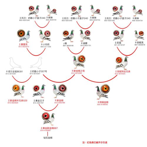 一张图带您了解奶酪 新金姆 的家族传奇