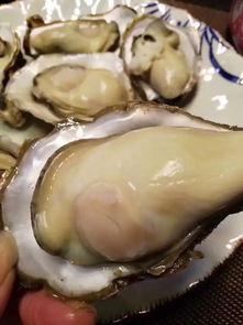 中国哪里的牡蛎最好 当然是乳山牡蛎 