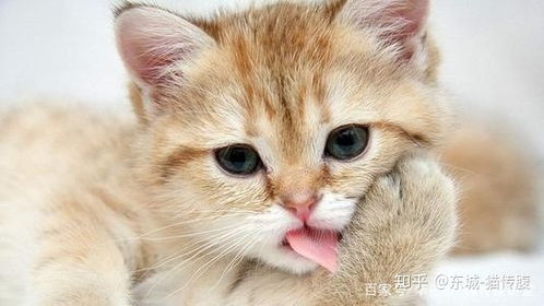 科普 猫传腹患猫高烧怎么办 