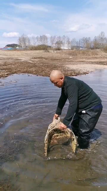 在浅水区捉上一条大肥鱼 