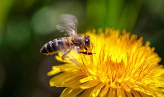 中蜂养殖技术 蜂群的合并