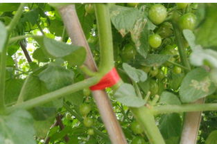 种番茄种子过程 