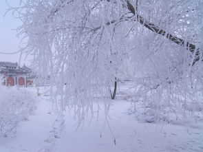 雪的诗句爱情