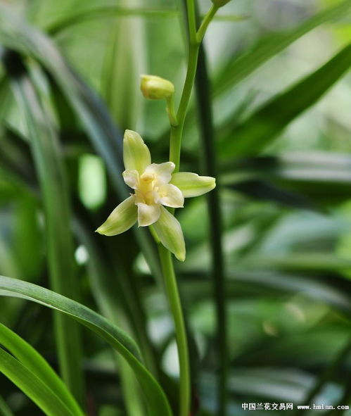 赏花咯 