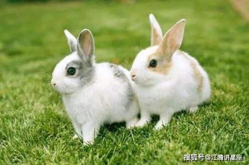 属兔人若是生在以下几个吉日,30岁运势翻转,能富三代子孙
