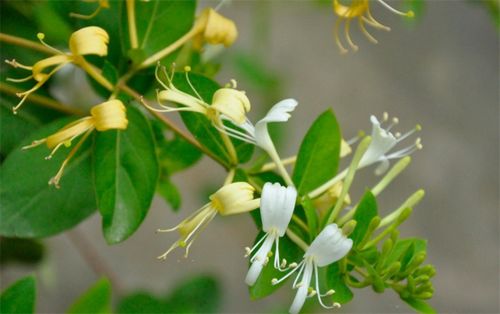 植物冷知识科普 金银花为了什么变色 纯粹是为了吸引昆虫授粉吗