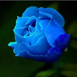 19朵冰翠蓝玫瑰花语？