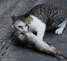 硕大老鼠一连咬死三只猫崽 网友称老鼠吃了豹子胆 