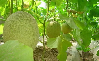 哈密瓜几月份种植最好一年可以种几季,哈密瓜苗多久浇一次水？