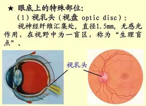 61张经典眼解剖与生理图片 值得收藏