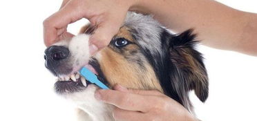 怎么给狗狗刷牙