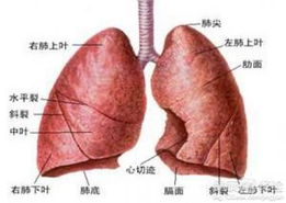 肺癌综合治疗是什么呢