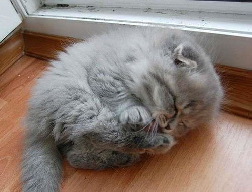 小猫咪一边睡觉一边卖萌,真是太可爱了,好想有一只这样的猫咪