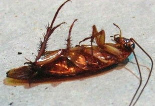 蟑螂的生命力为什么这样强呢 它的身体 