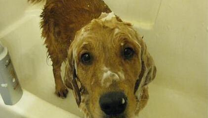 养狗,千万不要这样给狗狗洗澡,对狗狗没好处