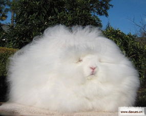 美国安哥拉长毛兔酷似巨型毛球 美国安哥拉长毛兔引关注