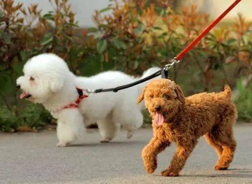 养犬不系犬绳 常熟再开两例违反养犬规定罚单