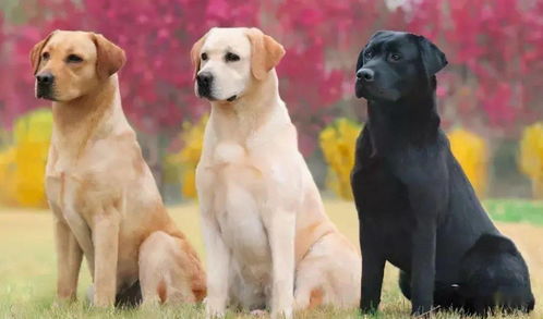 中国人最喜欢养的7种狗,你喜欢哪只