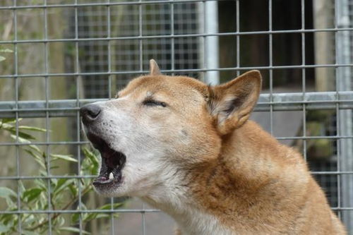 会唱歌 的新几内亚犬,消失50年后重新现身,是之前搞错了吗