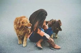 饲养宠物是一种责任 愿它们被世界温柔以待 