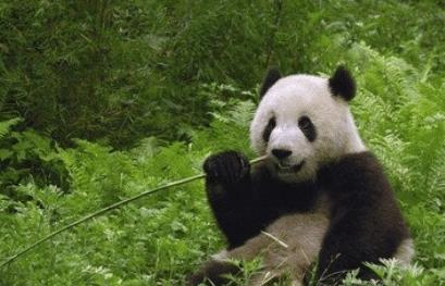 为什么熊猫能存存活至今 古代人没有猎杀过熊猫吗