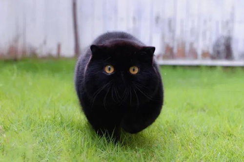 养了黑猫我才知道,黑猫竟能丑丑丑成这样
