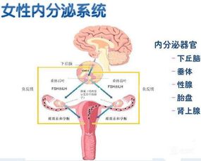 南京月经不调的治疗与护理要点 