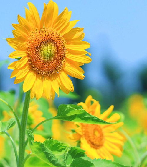 向阳花花语是什么意思,向阳花到底是什么样的花？如果有人把你叫她的向阳花代表什么？